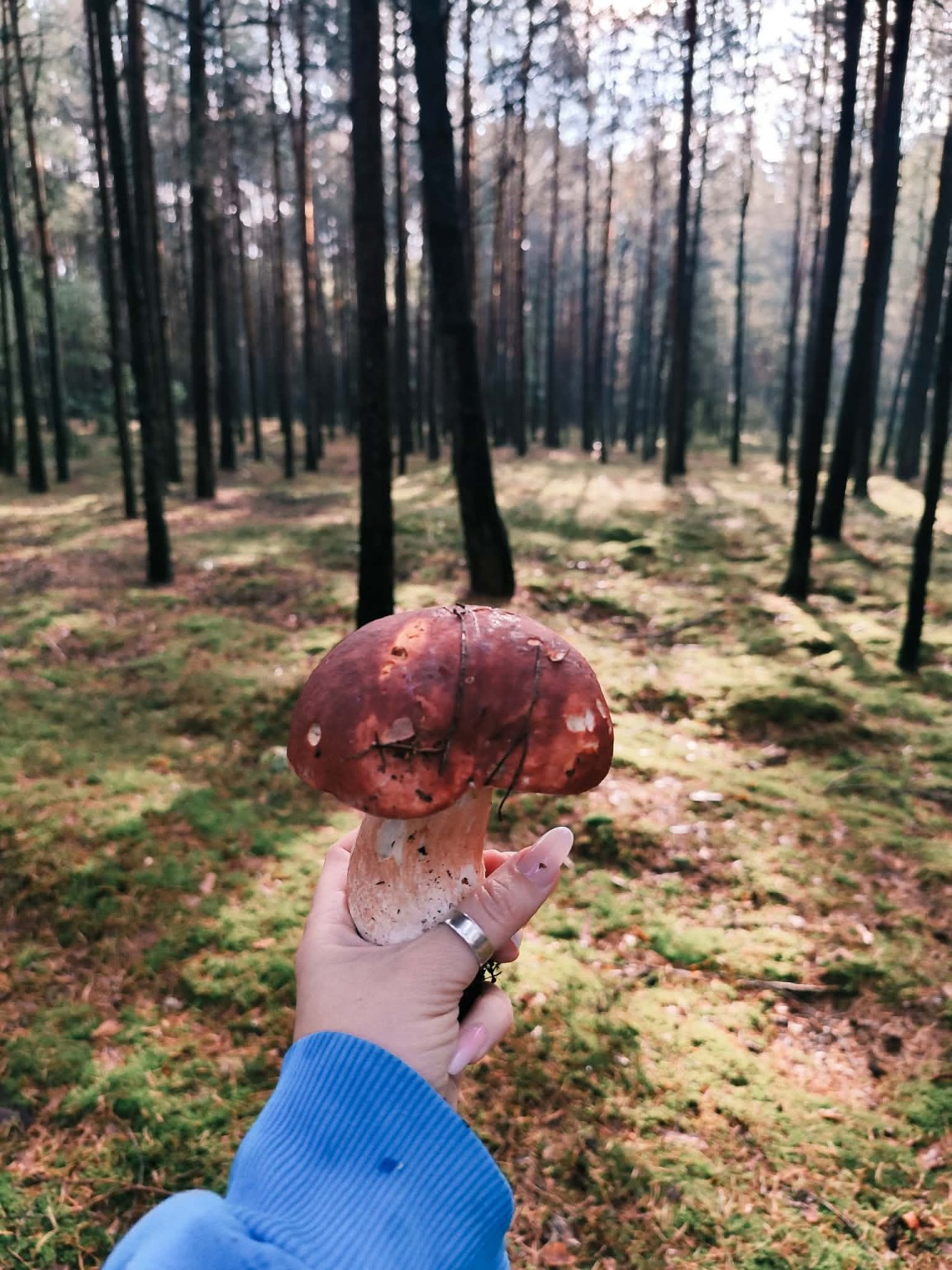 Grzybobranie w okolicznych lasach